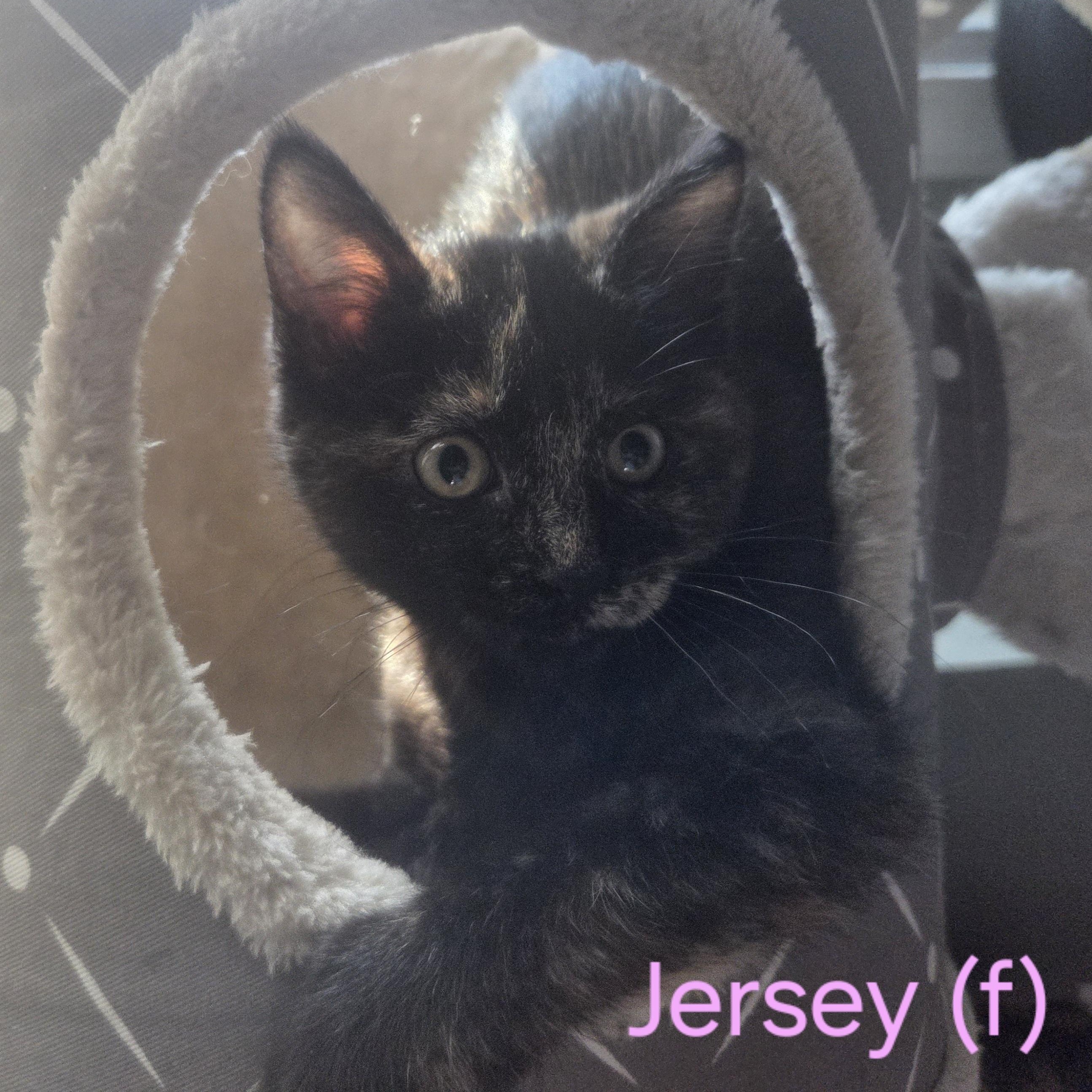 Jersey