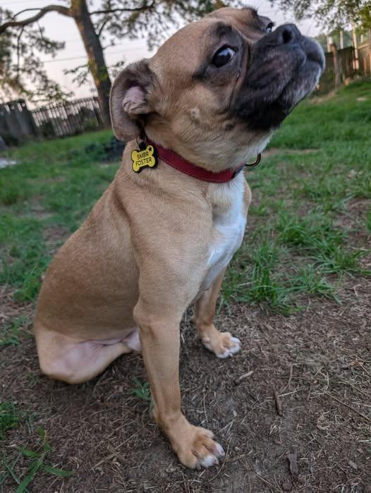 Waddles, Young Male Boxer