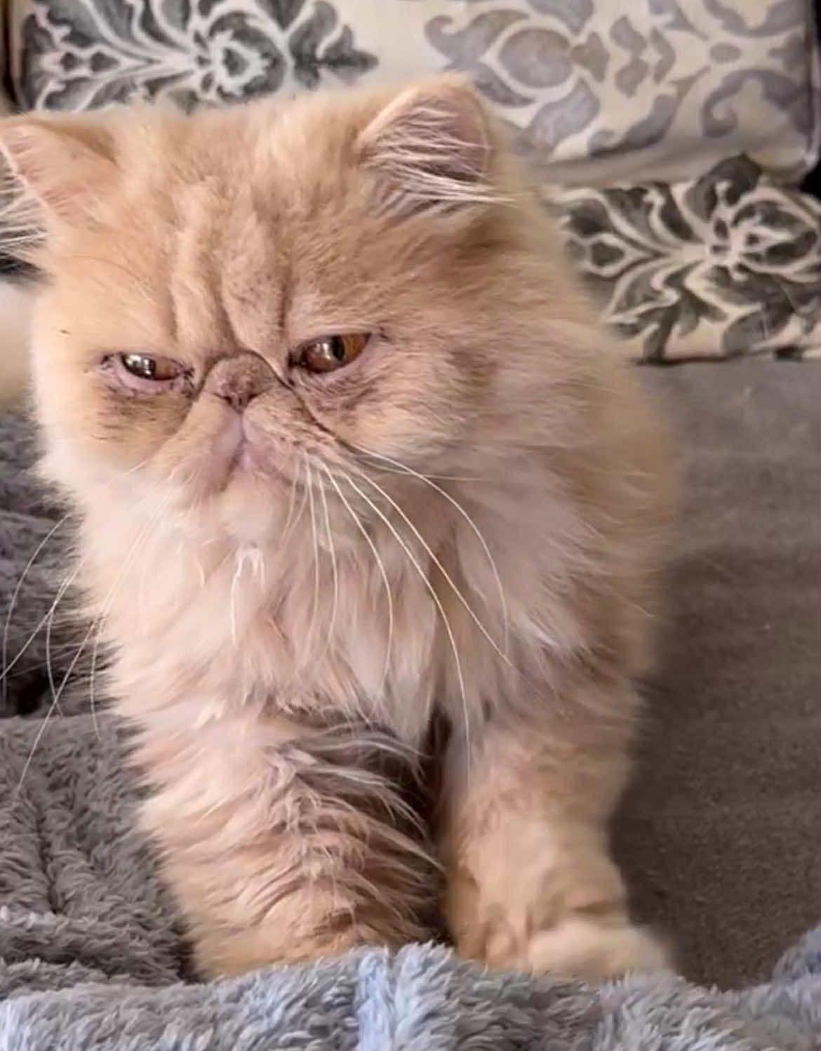 kurt, adopted, Adult Male Persian.