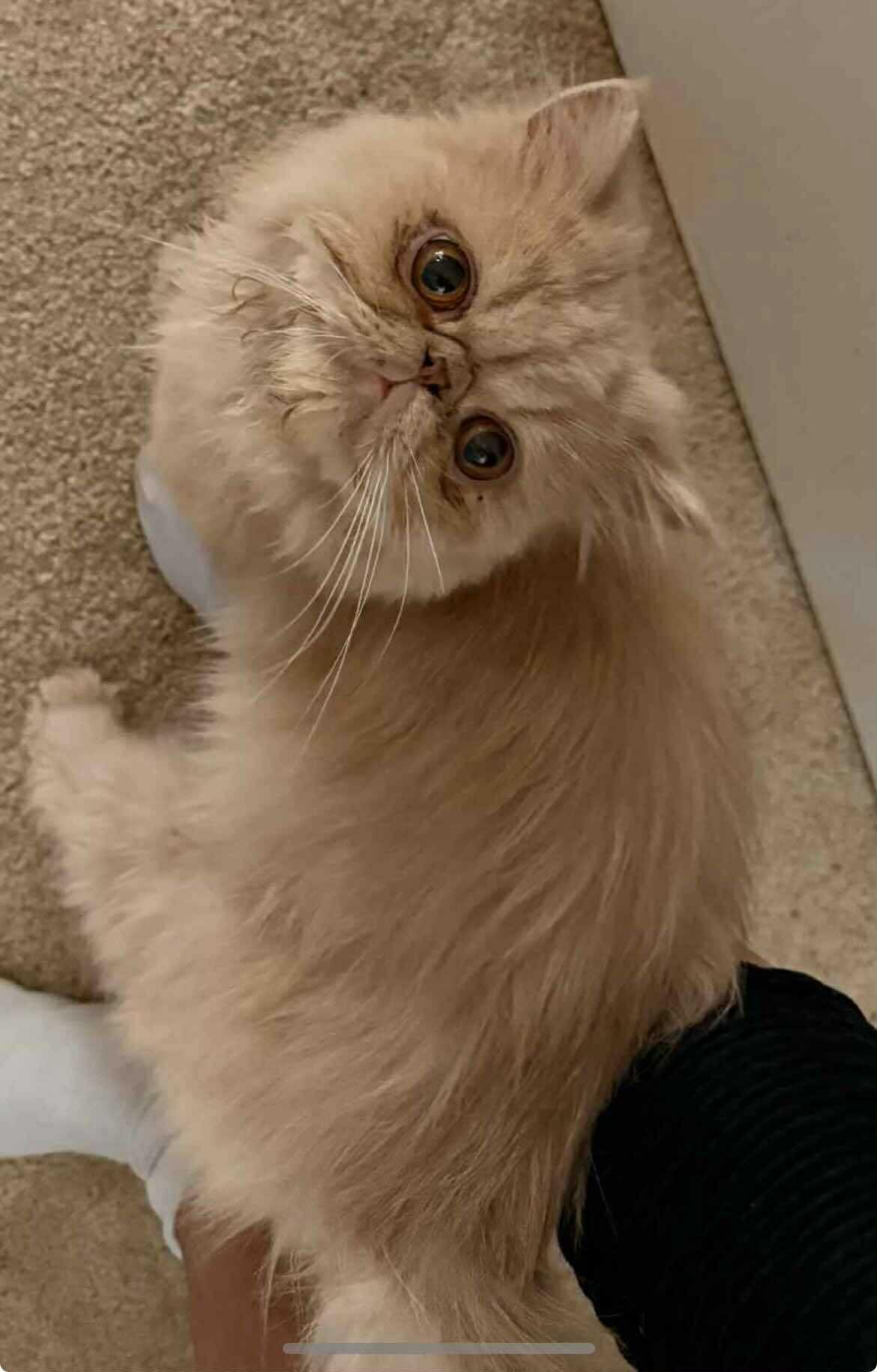 Enlarge kurt, an adopted Persian in Woodmere, NY image 3/4