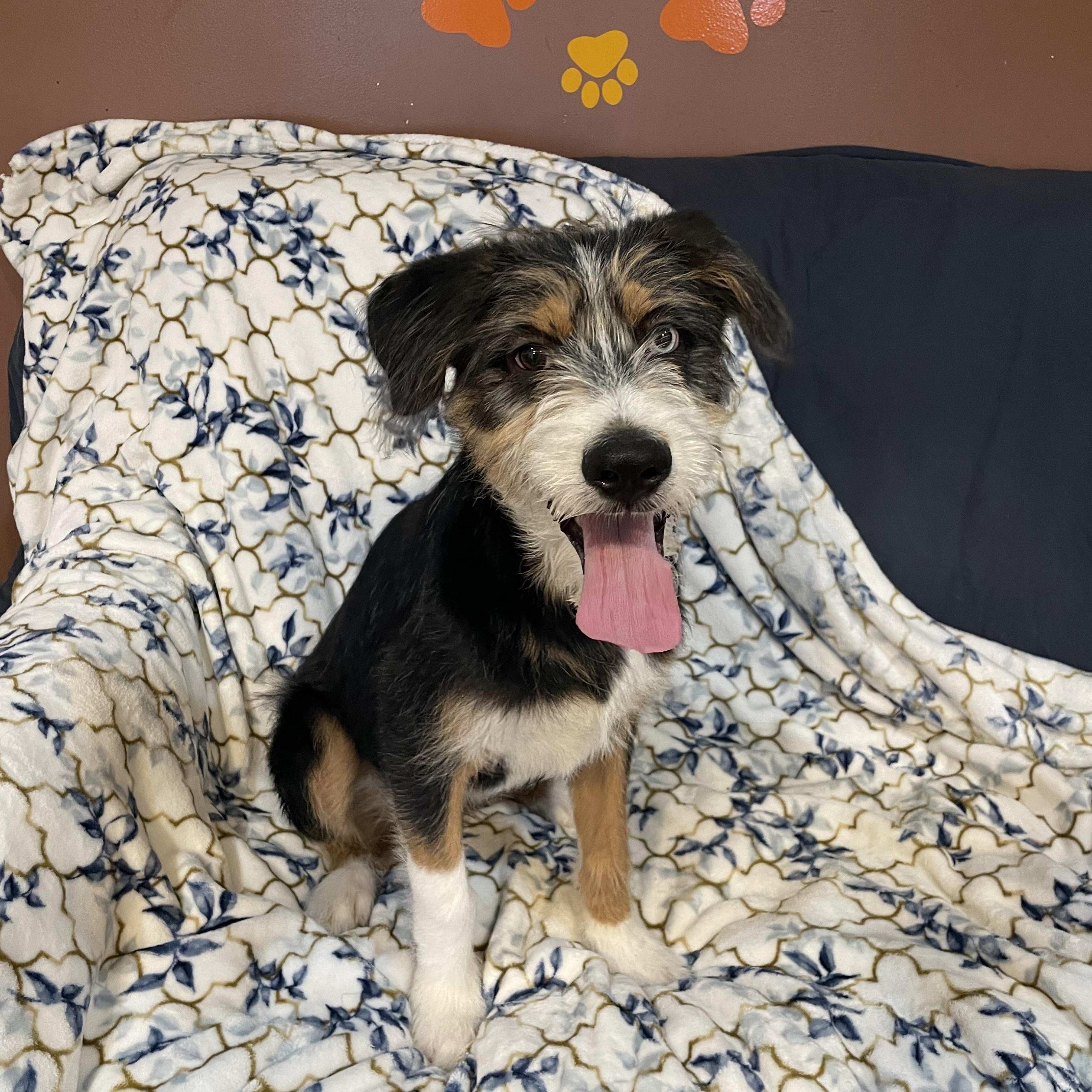 Flash , adopted, Young Male Aussiedoodle & Terrier.