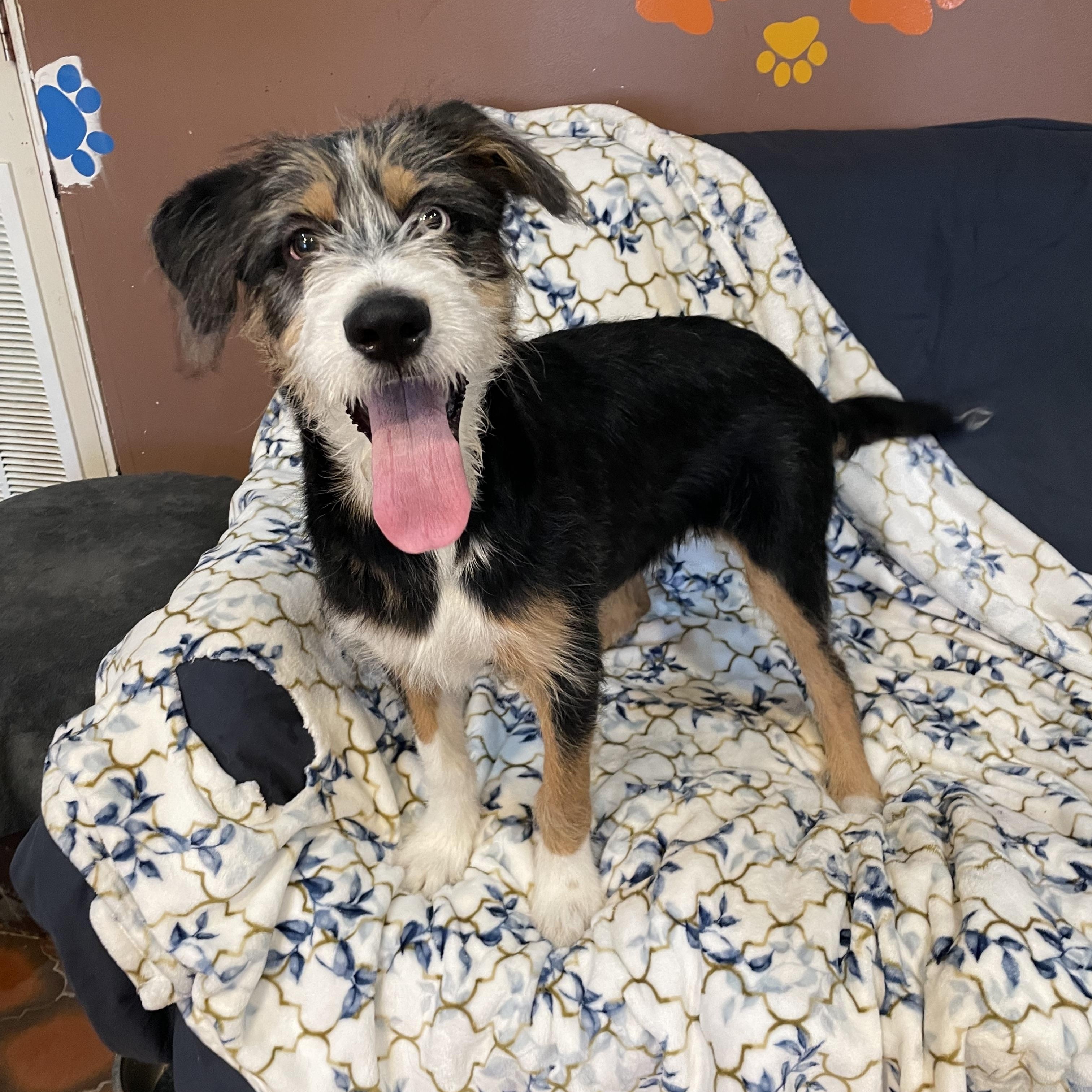 Enlarge Flash , an adopted mixed breed in Phoenix, AZ image 2/4