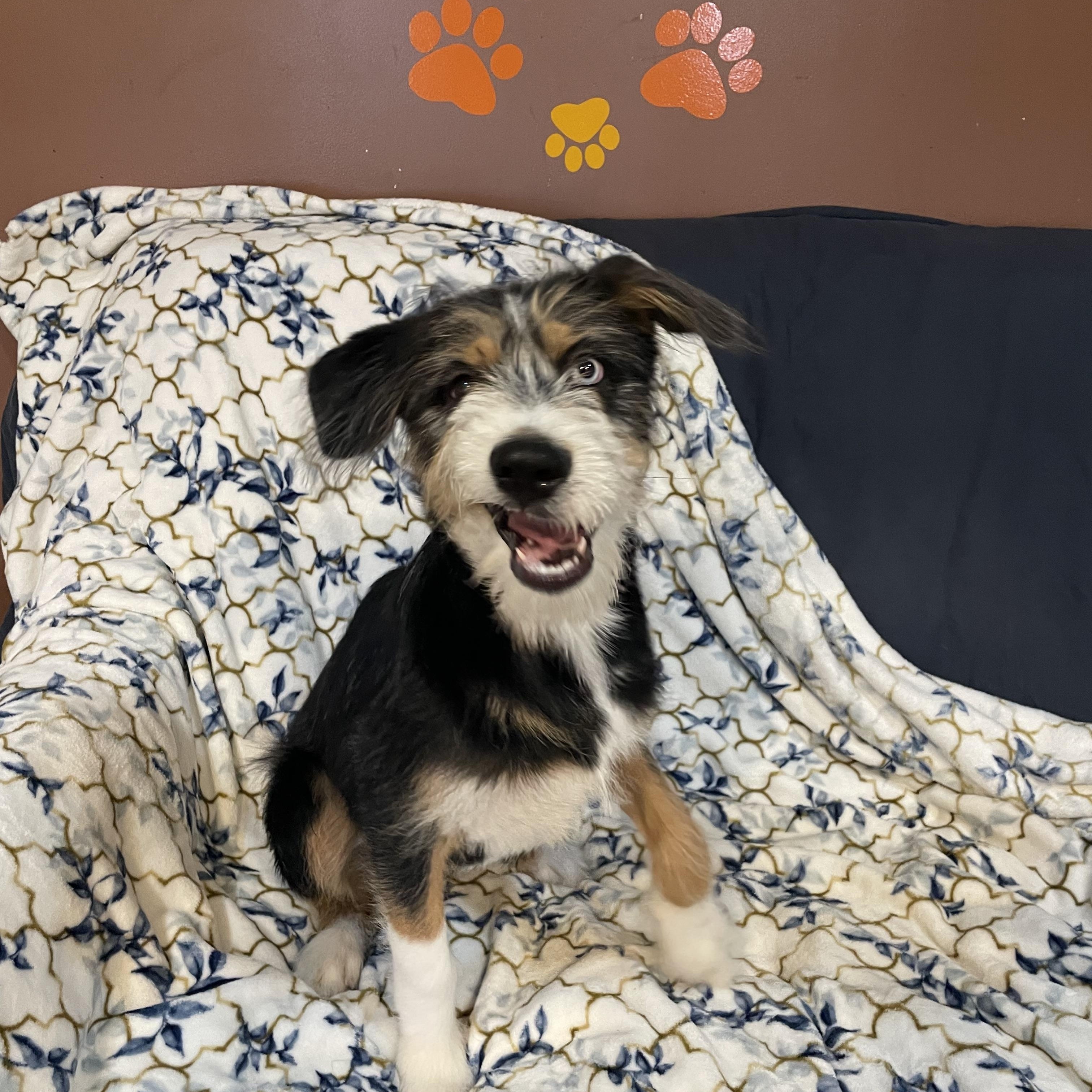 Enlarge Flash , an adopted mixed breed in Phoenix, AZ image 4/4