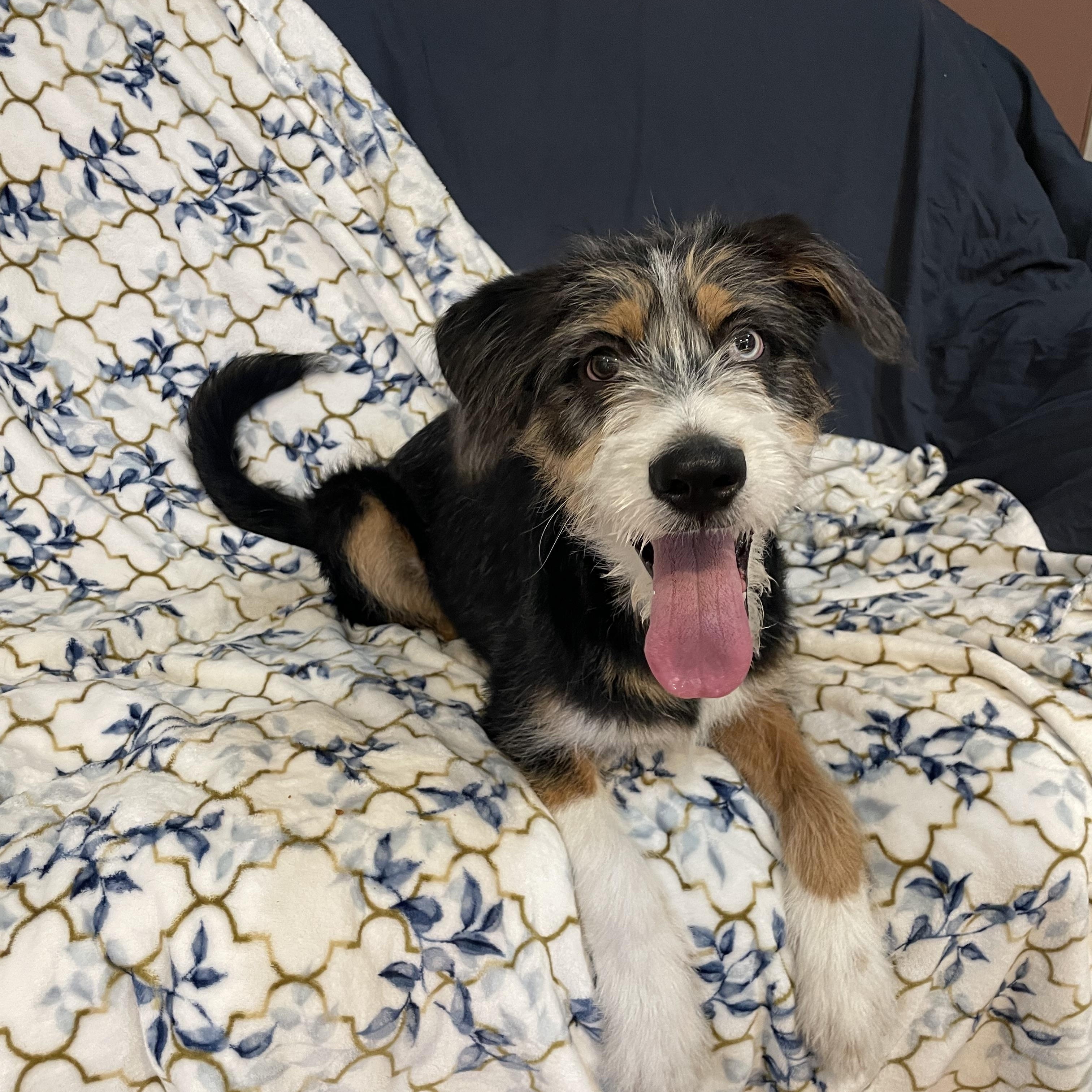 Enlarge Flash , an adopted mixed breed in Phoenix, AZ image 3/4