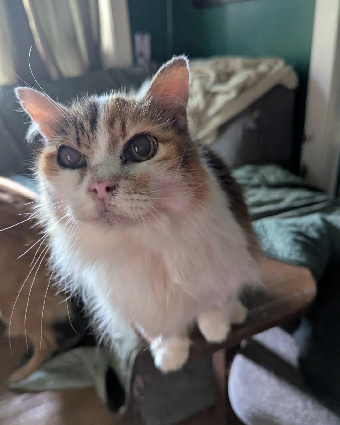 Enlarge Chappell Roan, a Adoptable Domestic Long Hair in Lincoln, NE image 3/3