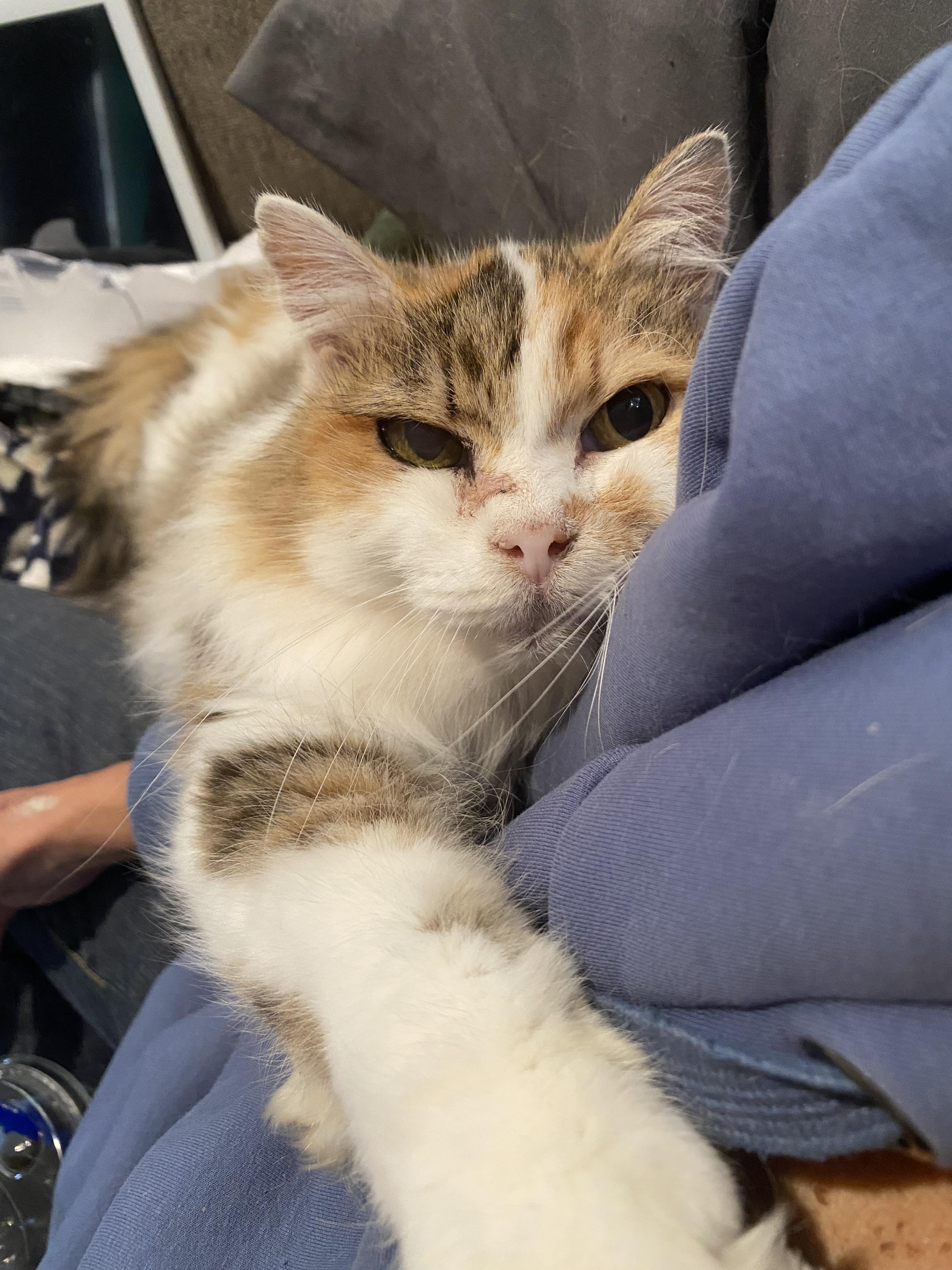 Enlarge Chappell Roan, a Adoptable Domestic Long Hair in Lincoln, NE image 2/3