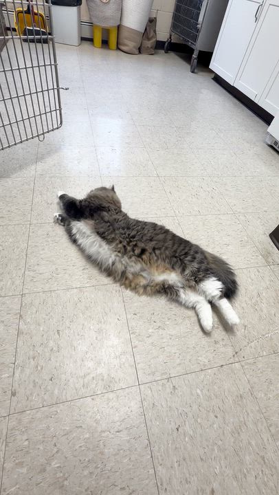 Enlarge Miyah, a Adoptable Maine Coon in Cranston, RI video 2/2