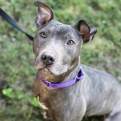 Bane, Adoptable, Young Male Pit Bull Terrier.