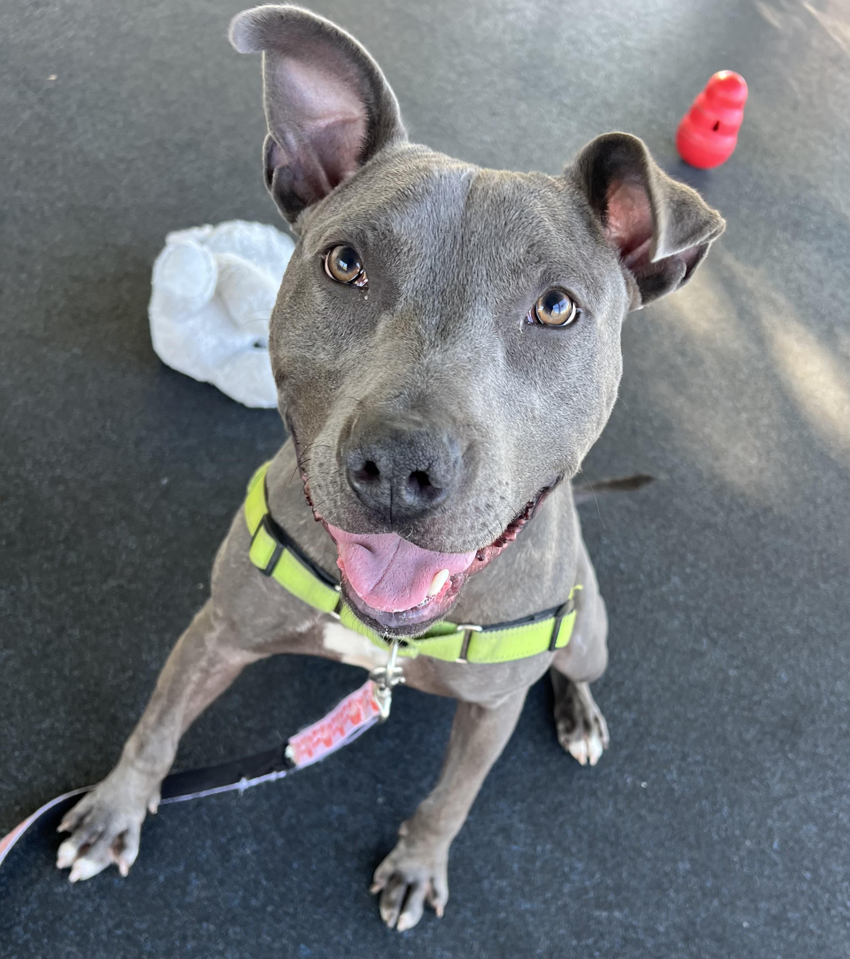 Bane, Adoptable, Young Male Pit Bull Terrier.