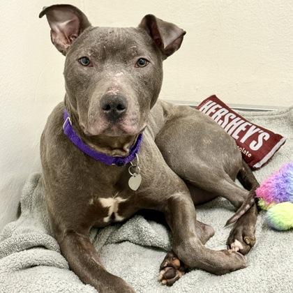 Bane, a Adoptable mixed breed image 3/5