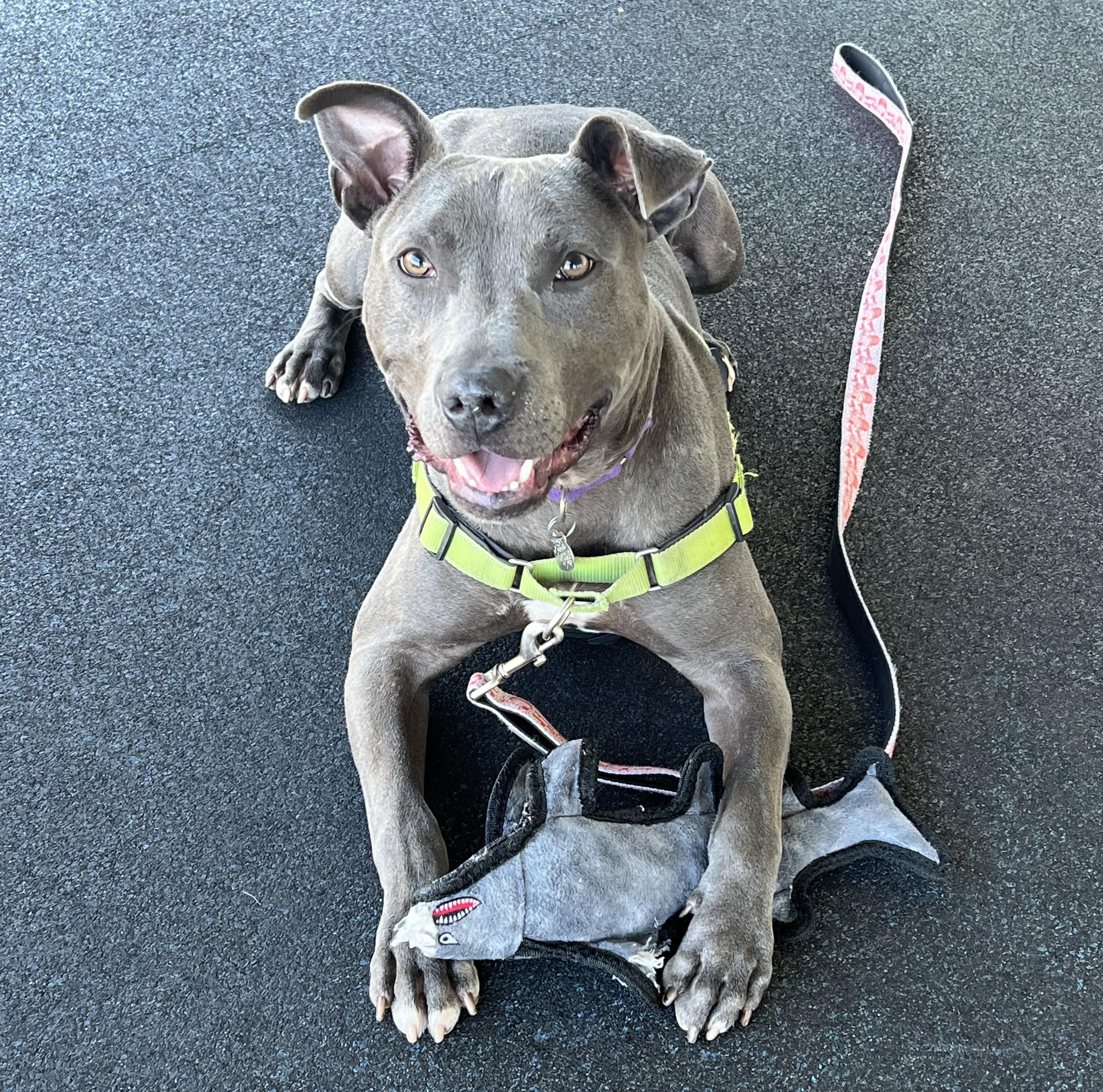 Bane, a Adoptable mixed breed image 4/5