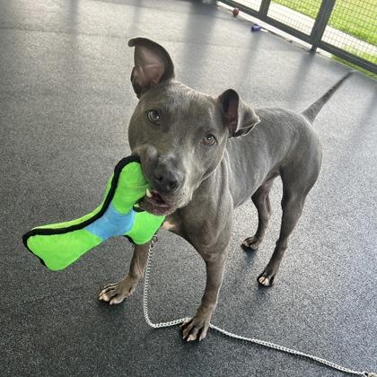 Bane, a Adoptable mixed breed image 5/5