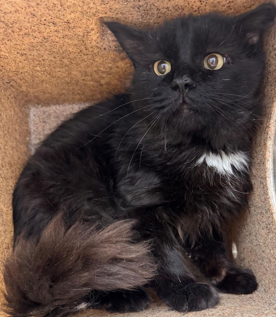 Merlin, a Adoptable mixed breed in Kenai, AK image 1/2