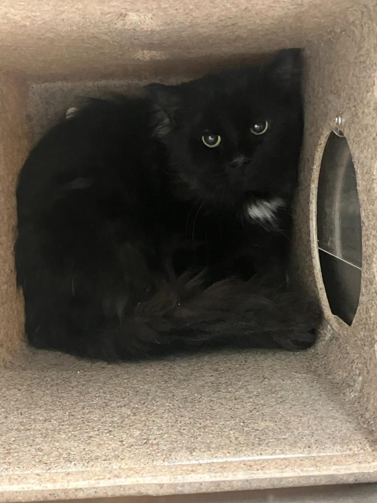 Merlin, a Adoptable mixed breed in Kenai, AK image 2/2