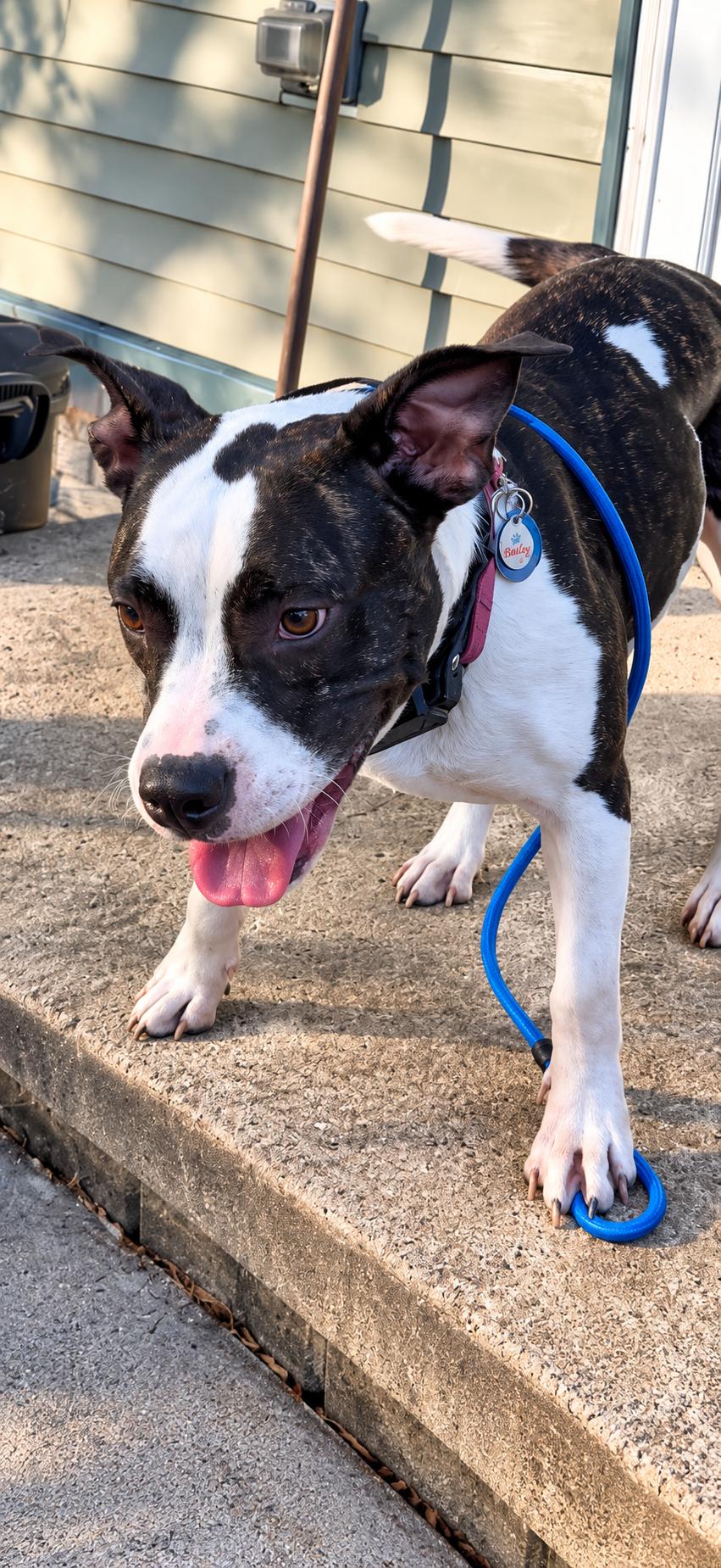 Enlarge Sasha, a Adoptable mixed breed in Monroe, MI image 6/6