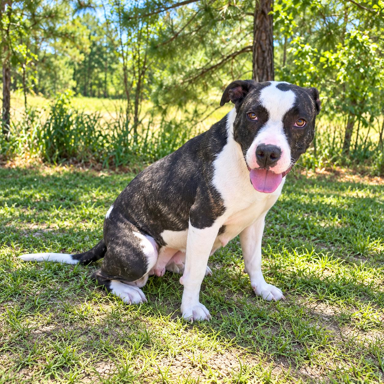 Enlarge Sasha, a Adoptable mixed breed in Monroe, MI image 1/6