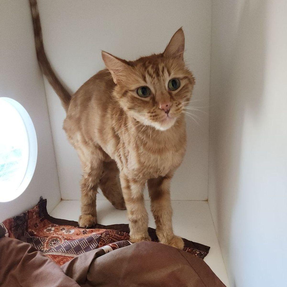 Enlarge Paul, a Adoptable Domestic Short Hair in Kingman, AZ image 1/2