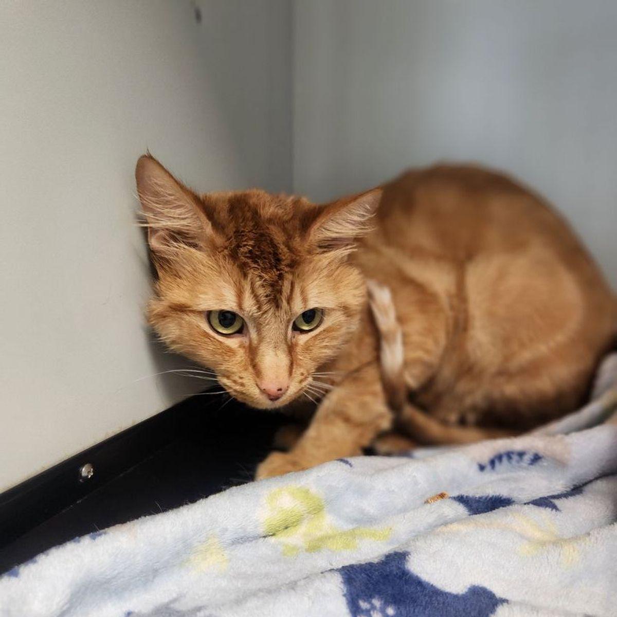 Enlarge Paul, a Adoptable Domestic Short Hair in Kingman, AZ image 2/2