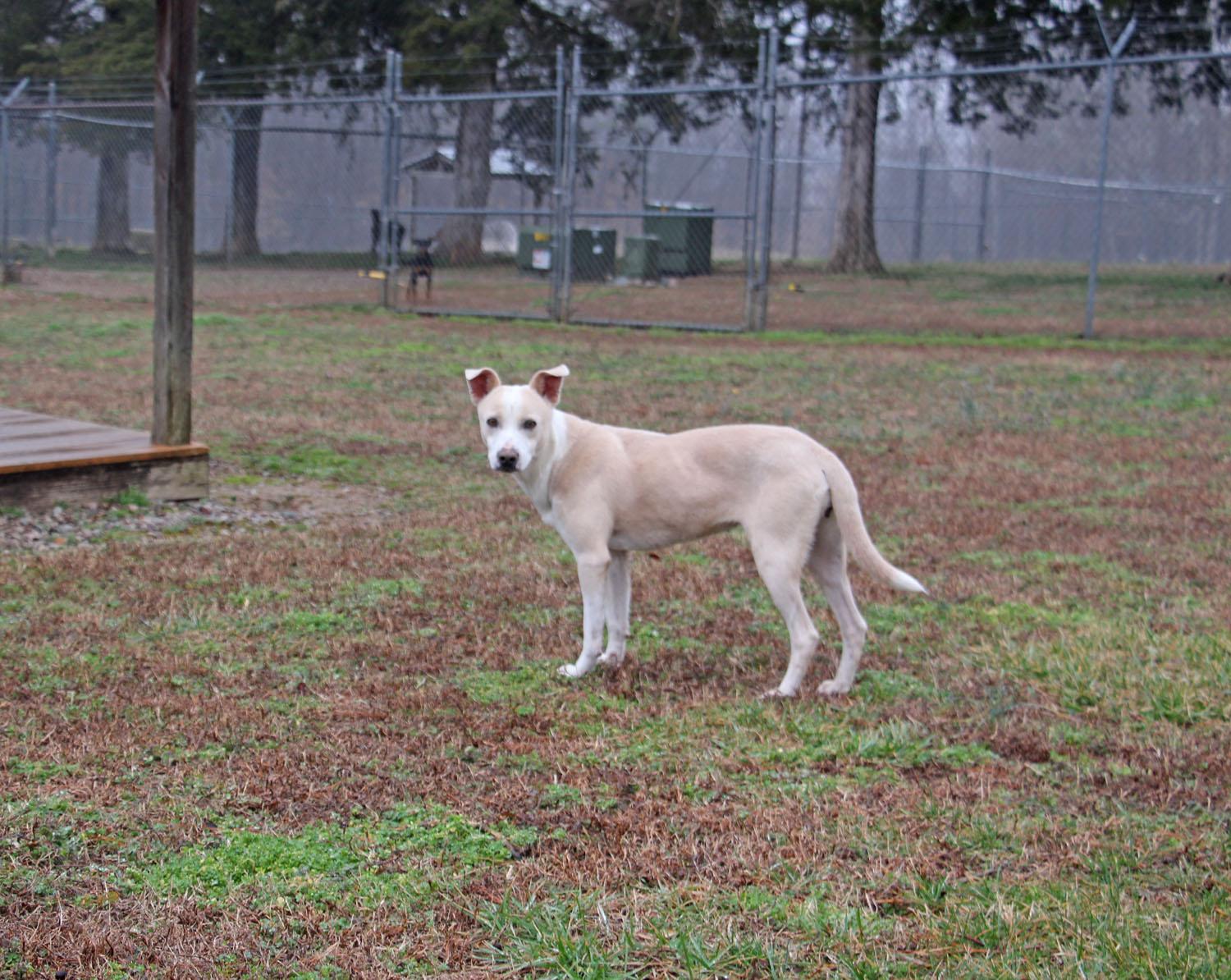 Ila Rose, Adoptable, Adult Female Terrier & Labrador Retriever.