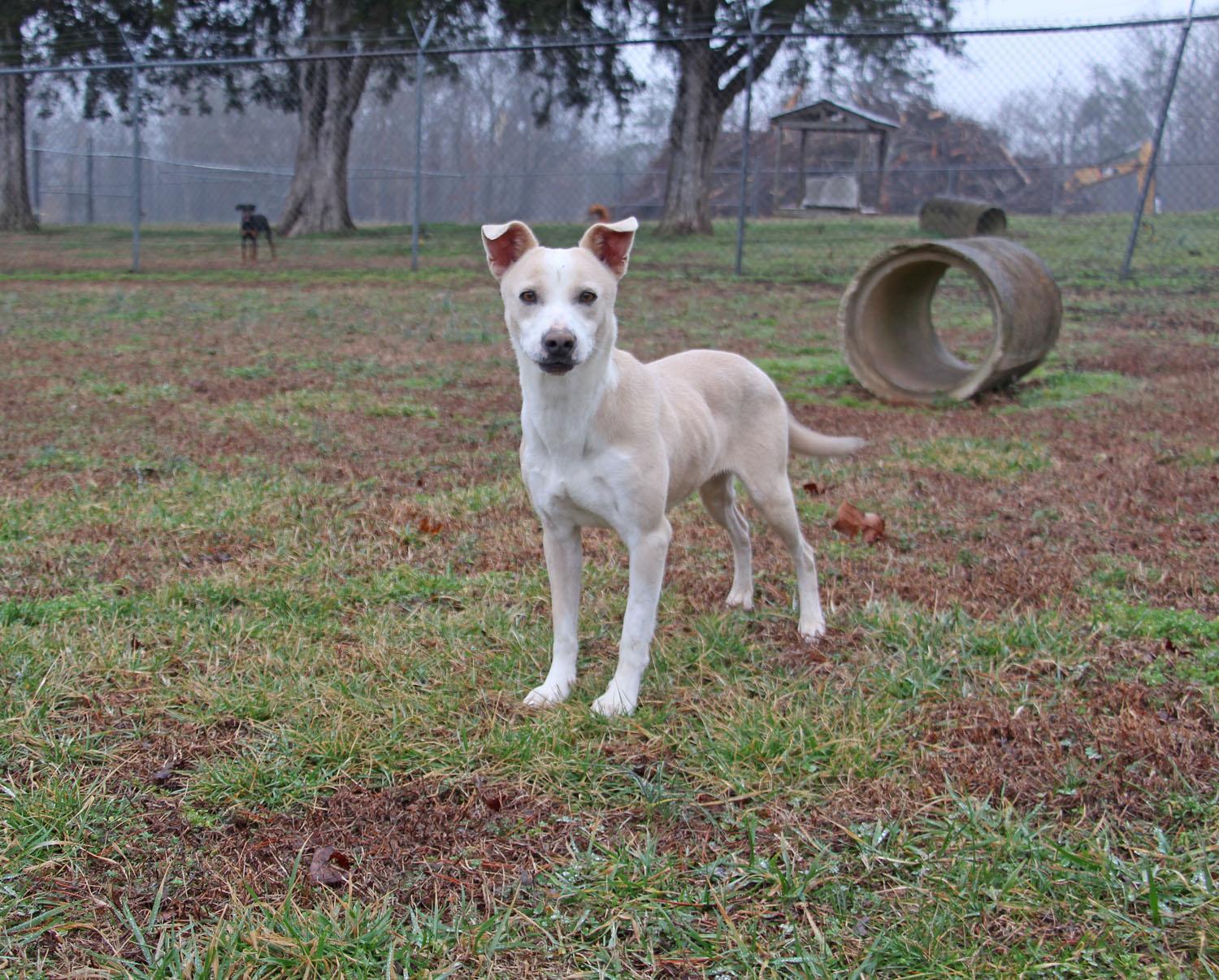 Ila Rose, a Adoptable mixed breed in Savannah, TN image 3/3