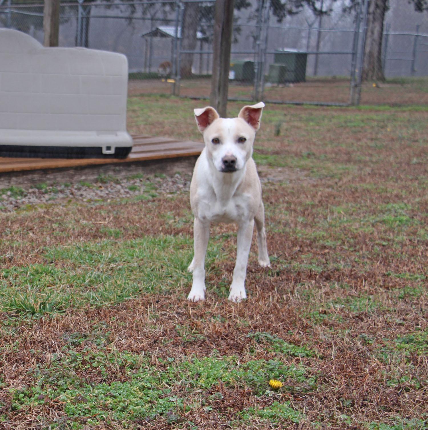 Ila Rose, a Adoptable mixed breed in Savannah, TN image 2/3