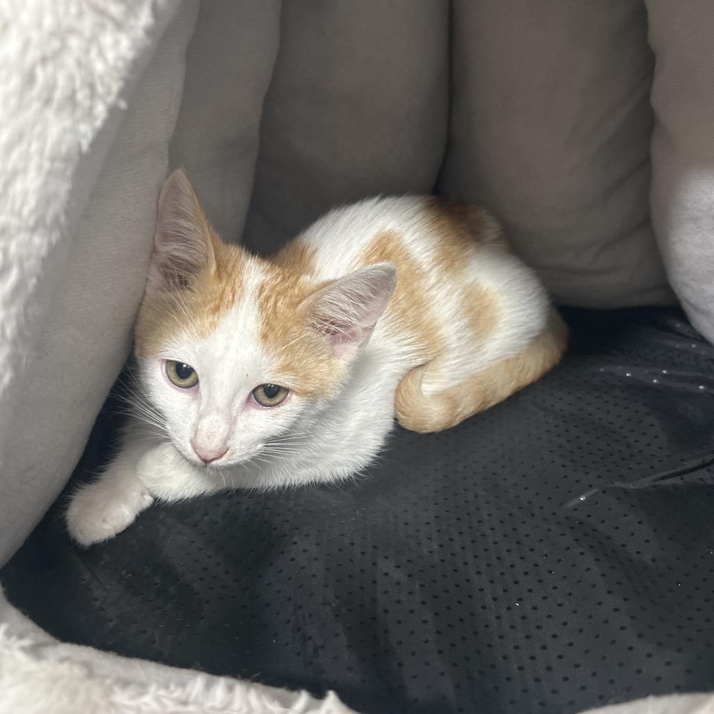 Peanut, a Adoptable Domestic Short Hair in Austin, TX image 1/2