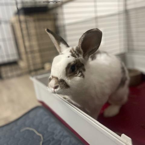 Jojo, a Adoptable Polish in Dayton, OH image 1/6