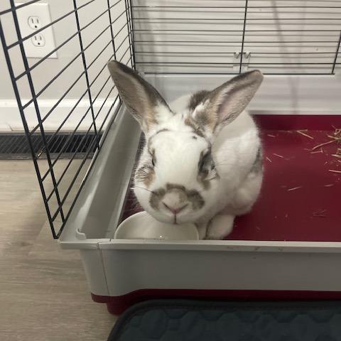 Jojo, a Adoptable Polish in Dayton, OH image 2/6