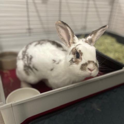 Jojo, a Adoptable Polish in Dayton, OH image 3/6