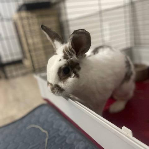 Jojo, a Adoptable Polish in Dayton, OH image 4/6