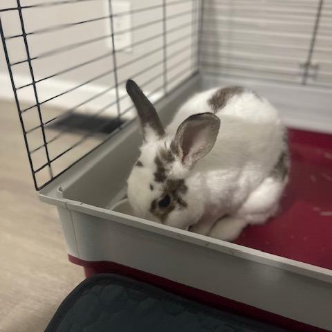 Jojo, a Adoptable Polish in Dayton, OH image 5/6