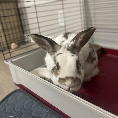 Jojo, a Adoptable Polish in Dayton, OH image 6/6