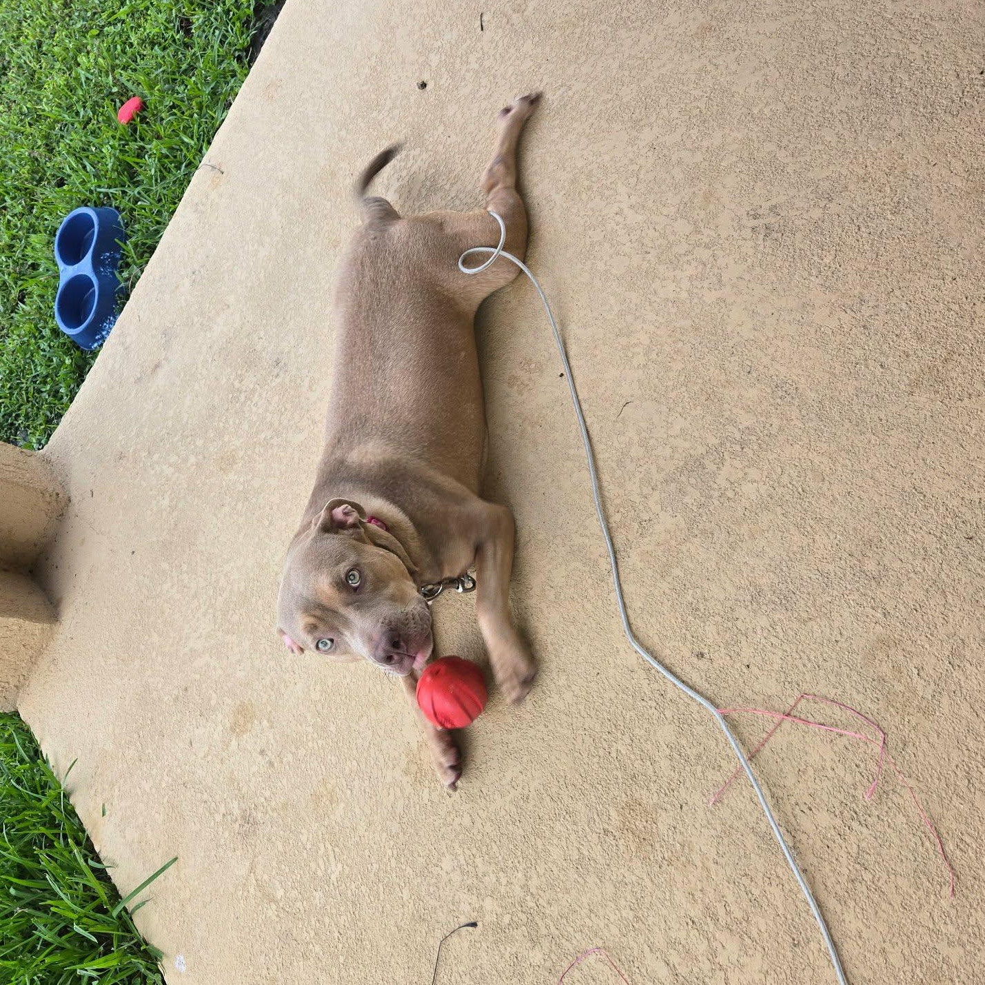 Enlarge Bluey, a ADOPTABLE mixed breed in Dunnellon, FL image 3/3