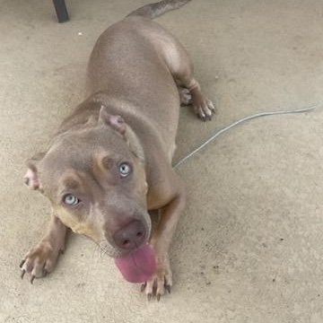 Enlarge Bluey, a ADOPTABLE mixed breed in Dunnellon, FL image 2/3