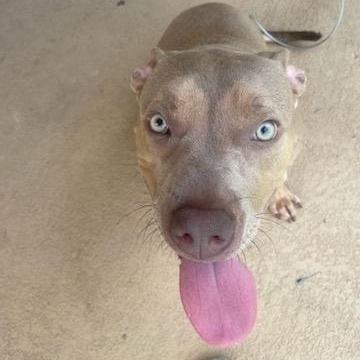 Bluey, ADOPTABLE, Young Female Pit Bull Terrier & Boxer.
