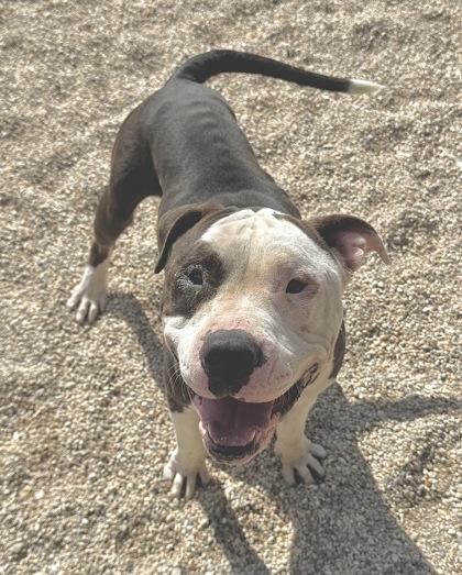 Enlarge Stanka, a Adoptable mixed breed in Gray, LA image 1/1