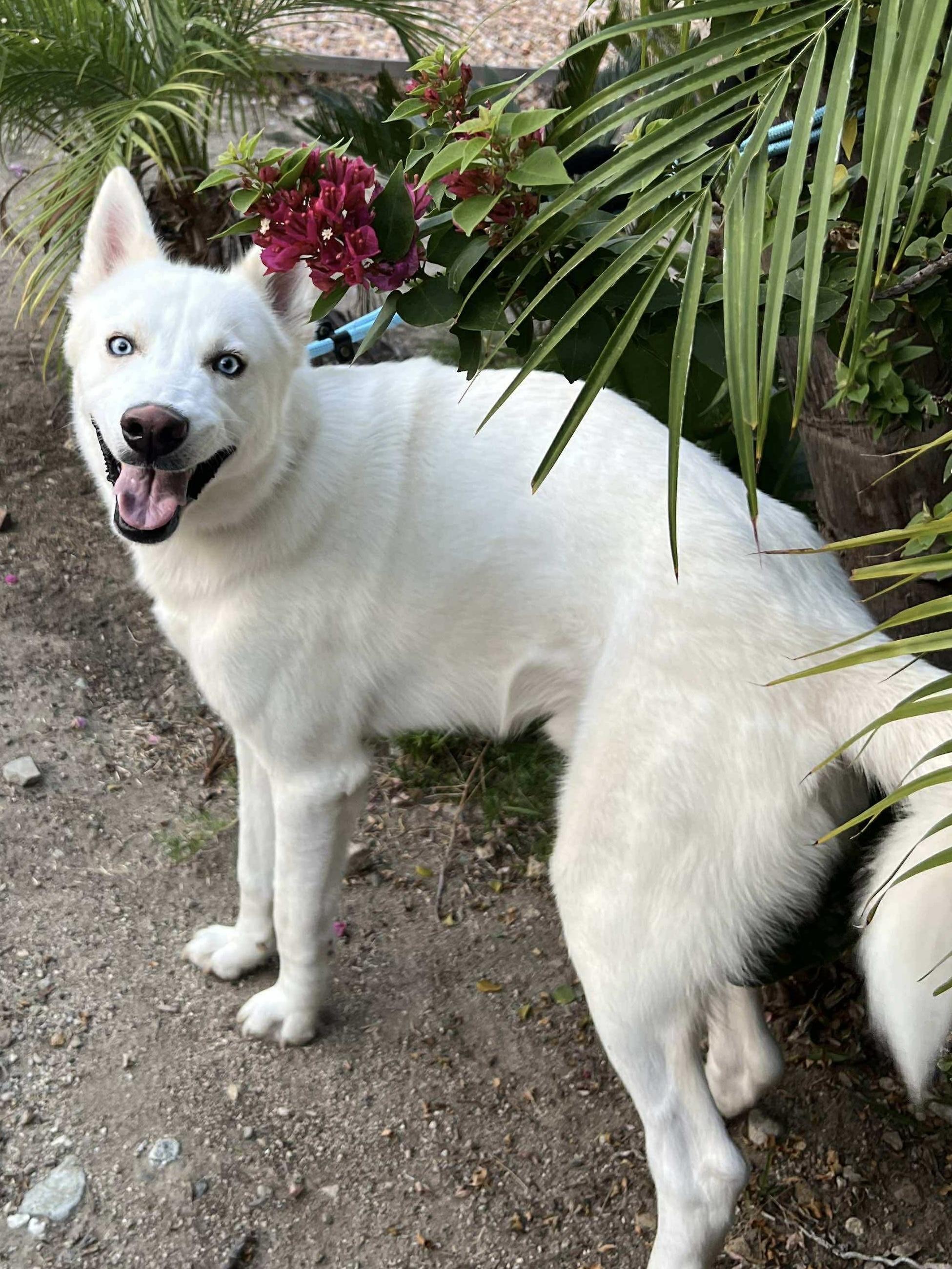 Ghost, Adoptable, Adult Male Husky.