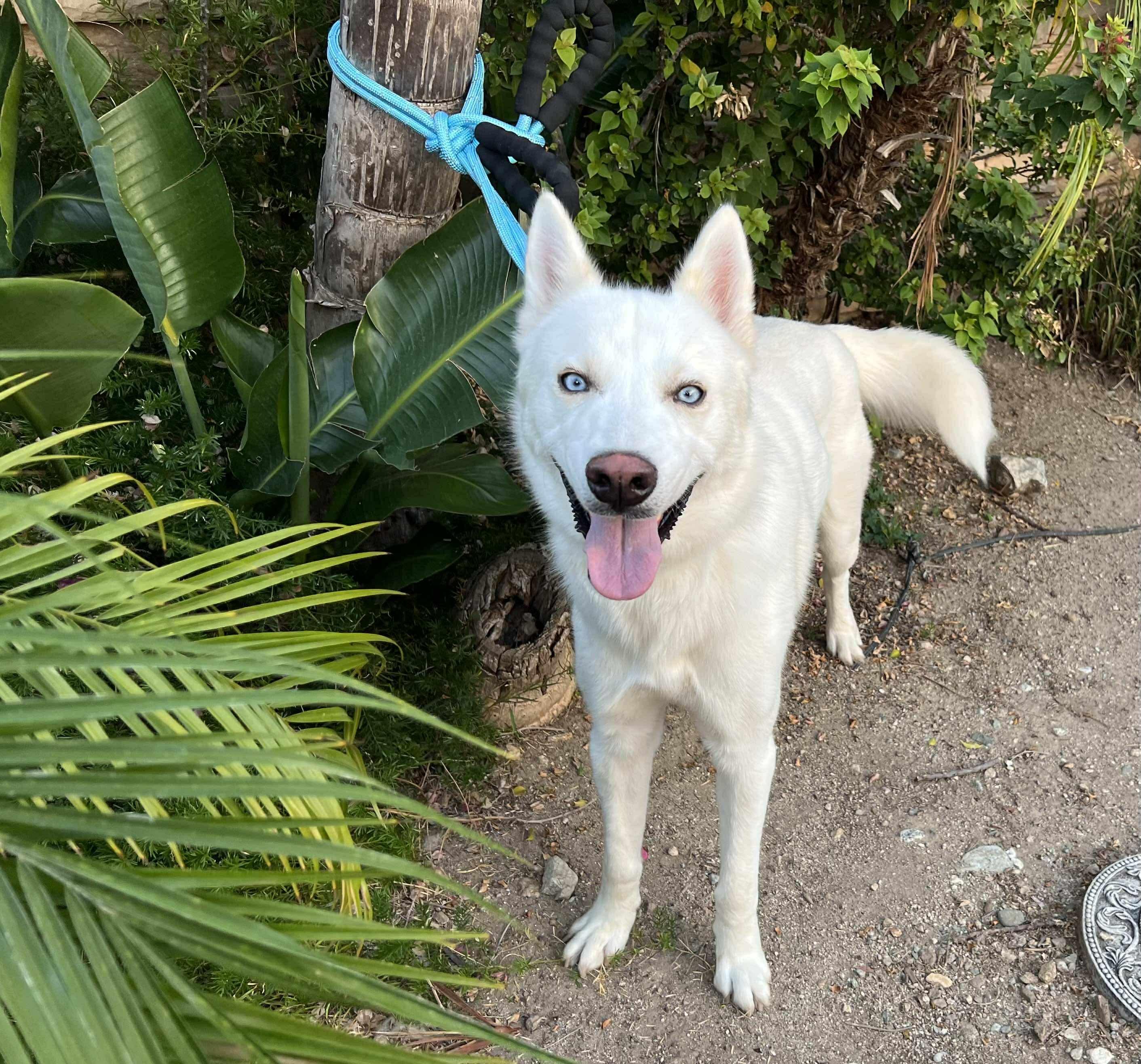 Enlarge Ghost, a Adoptable Husky in Winchester, CA image 2/2