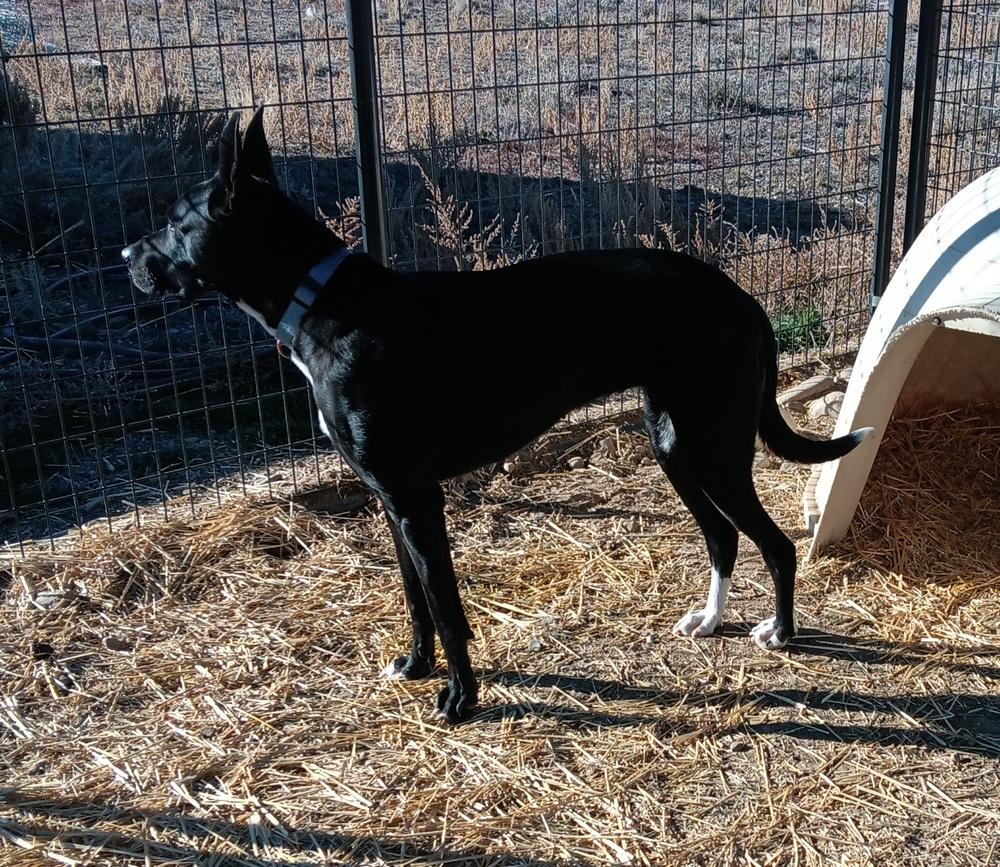 Enlarge Sasha, a Adoptable mixed breed in Challis, ID image 1/5