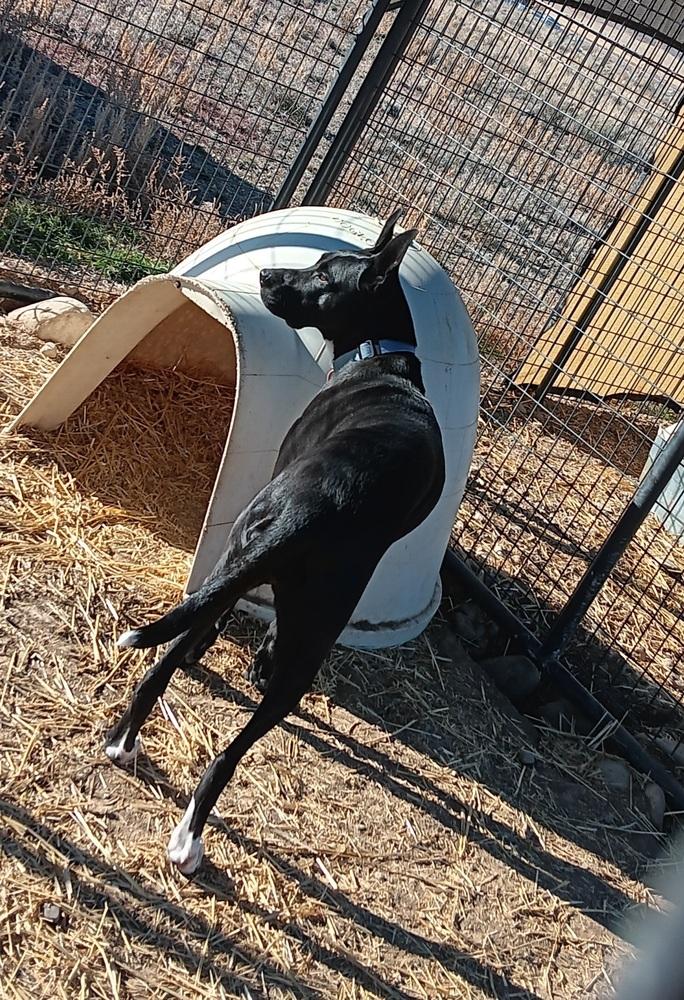 Enlarge Sasha, a Adoptable mixed breed in Challis, ID image 2/5