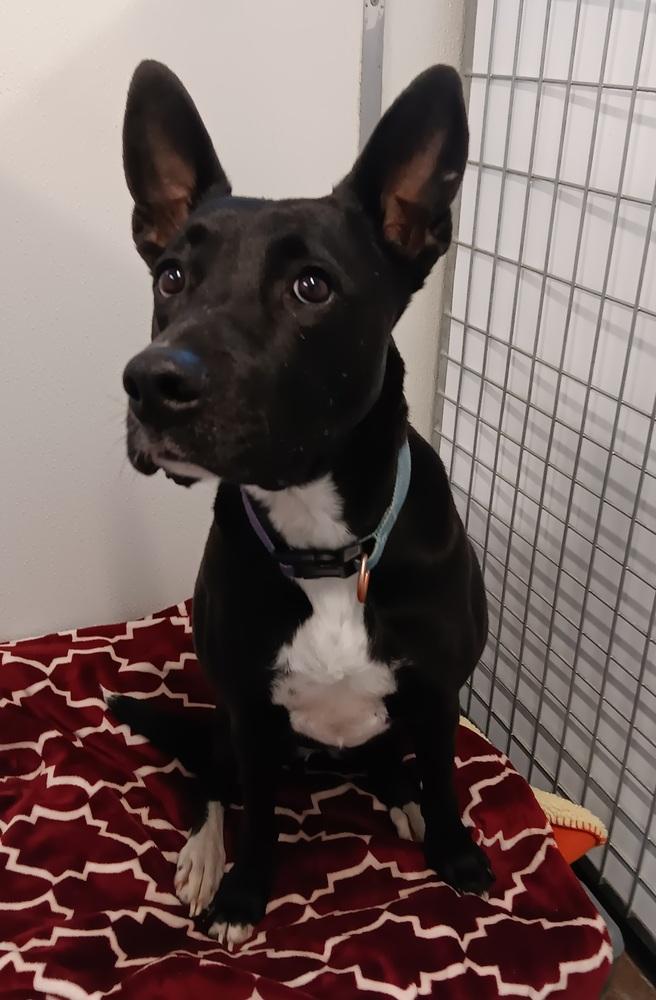 Enlarge Sasha, a Adoptable mixed breed in Challis, ID image 3/5