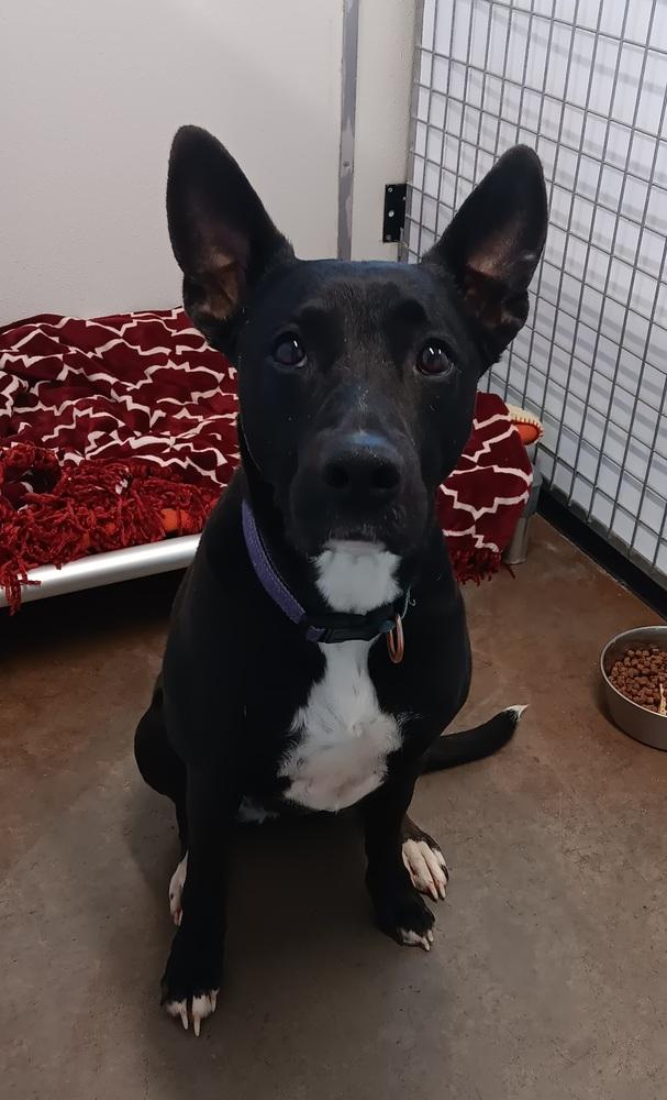 Enlarge Sasha, a Adoptable mixed breed in Challis, ID image 4/5