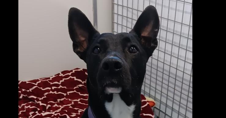 Enlarge Sasha, a Adoptable mixed breed in Challis, ID image 5/5