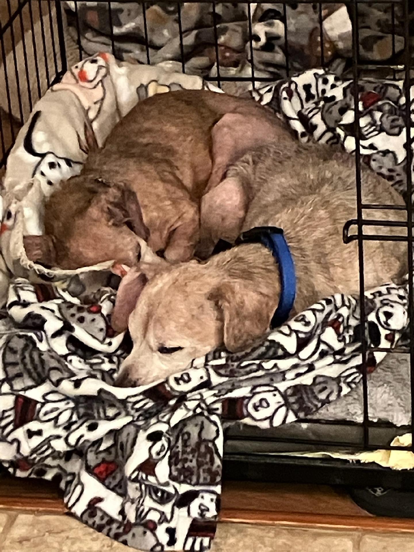 Enlarge Hank (bonded with Chuck), a ADOPTABLE Dachshund in Knoxville, TN image 4/4