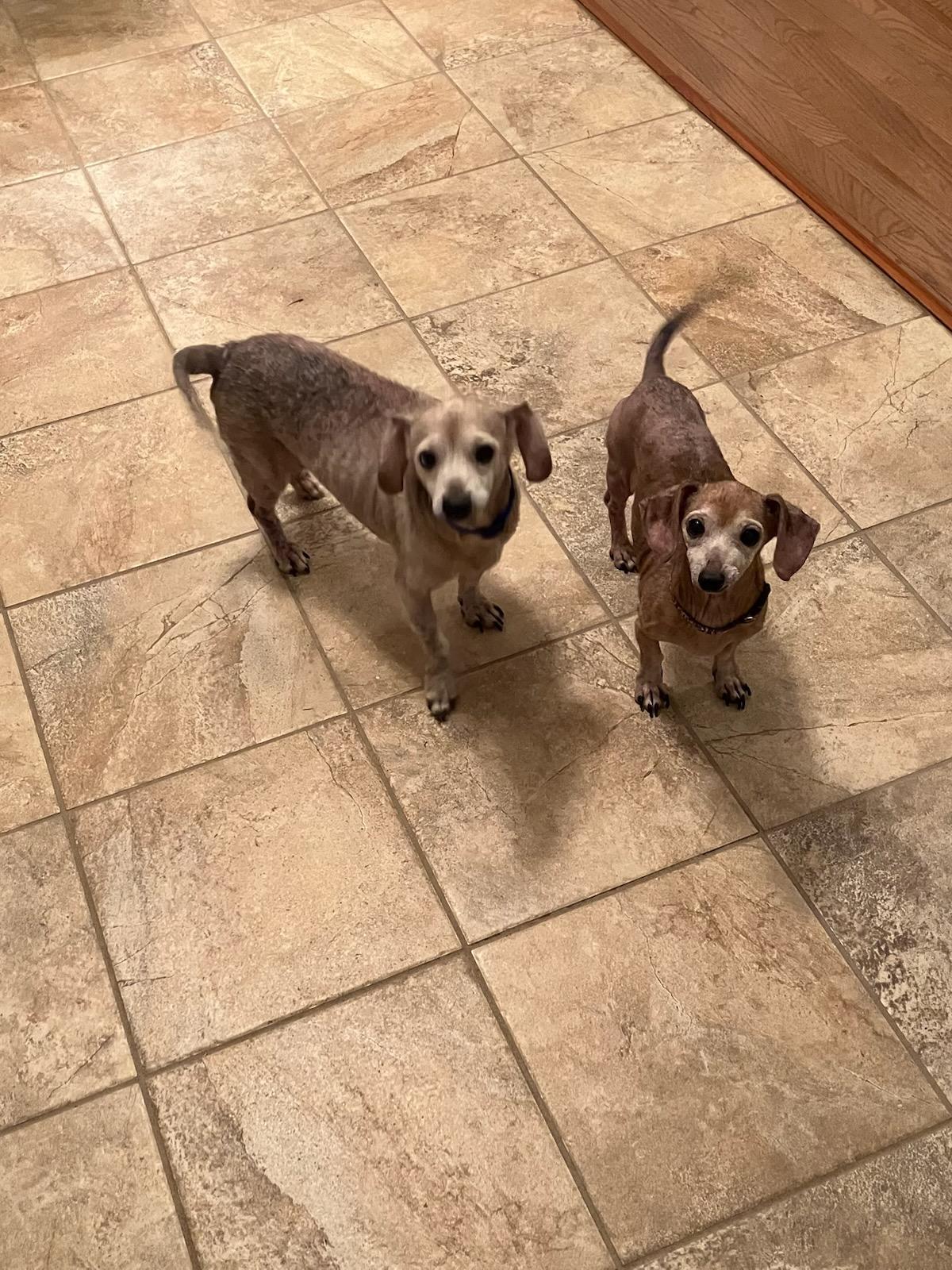 Enlarge Hank (bonded with Chuck), a ADOPTABLE Dachshund in Knoxville, TN image 3/4