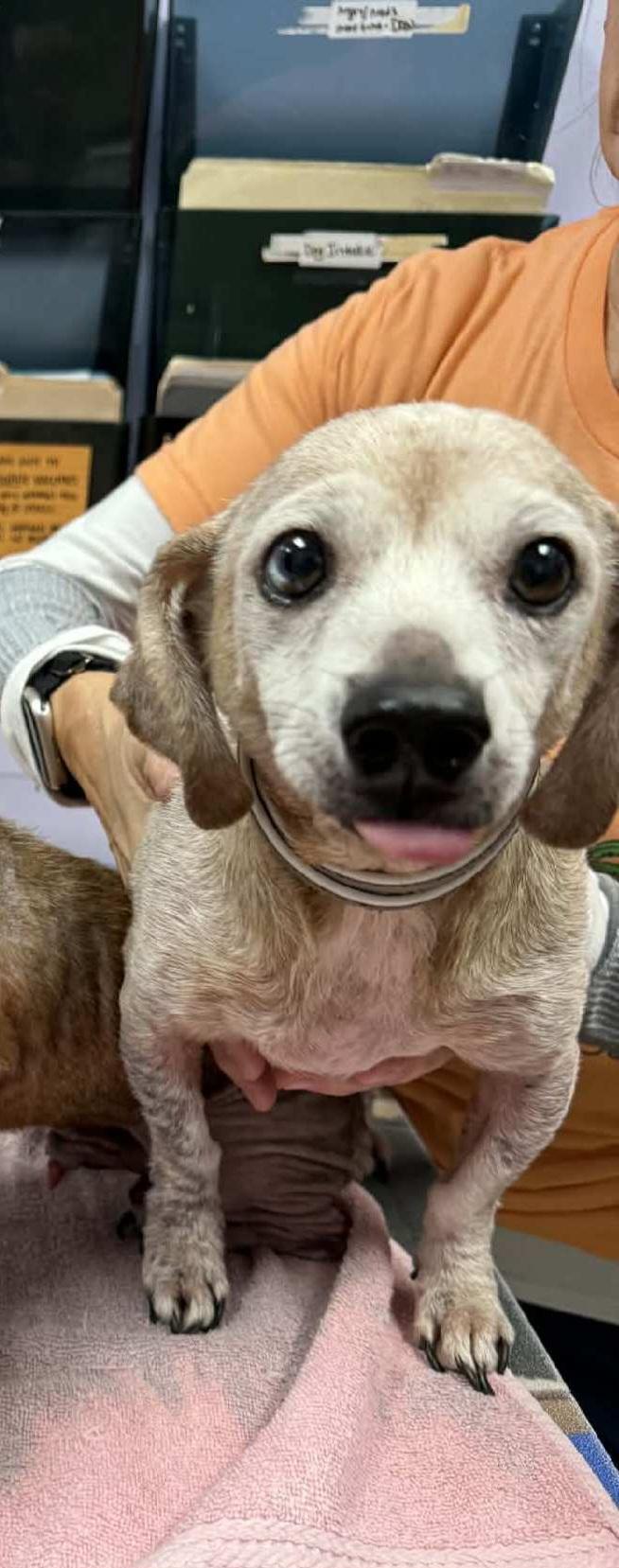 Enlarge Hank (bonded with Chuck), a ADOPTABLE Dachshund in Knoxville, TN image 1/4