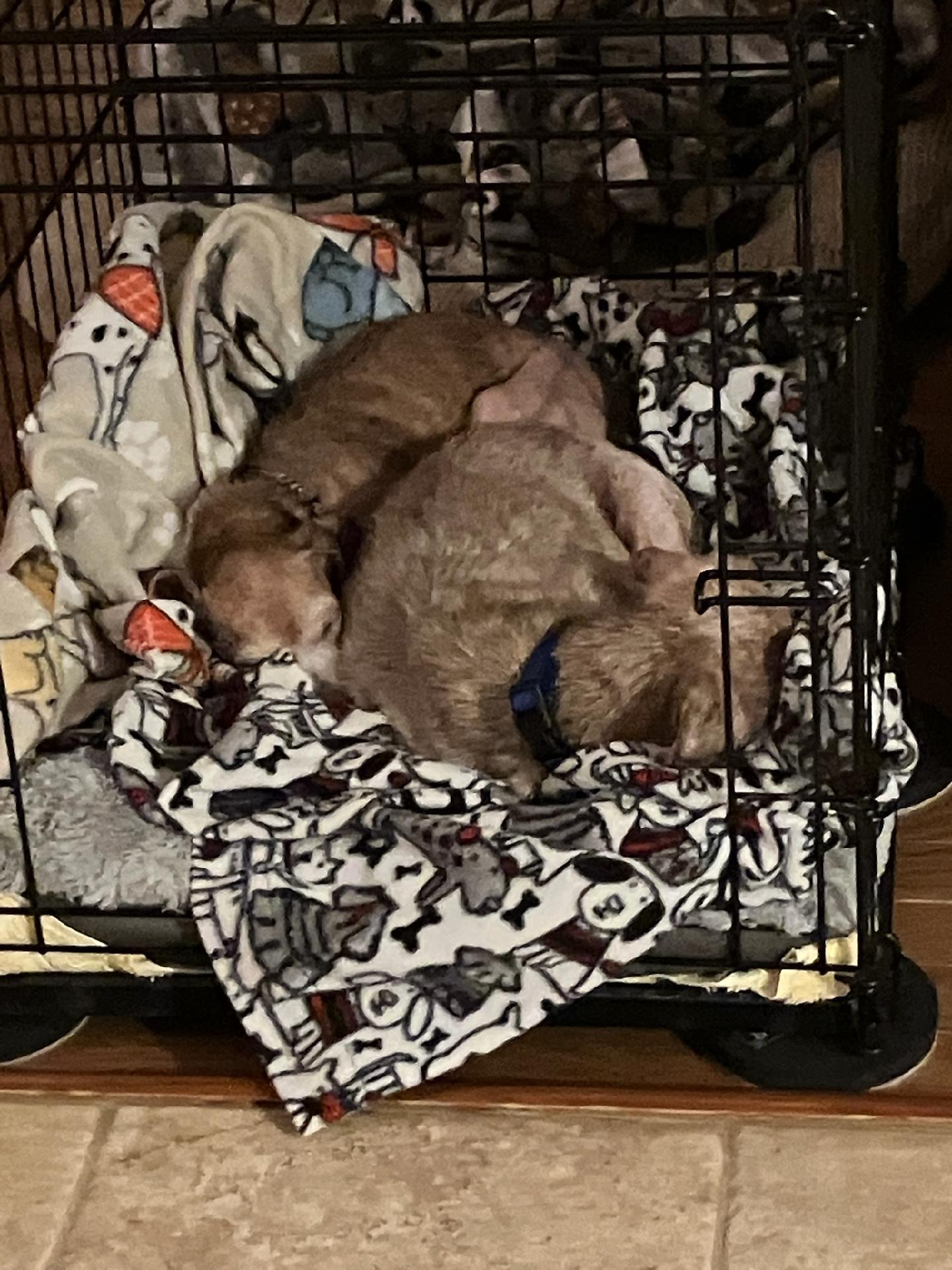 Enlarge Hank (bonded with Chuck), a ADOPTABLE Dachshund in Knoxville, TN image 2/4