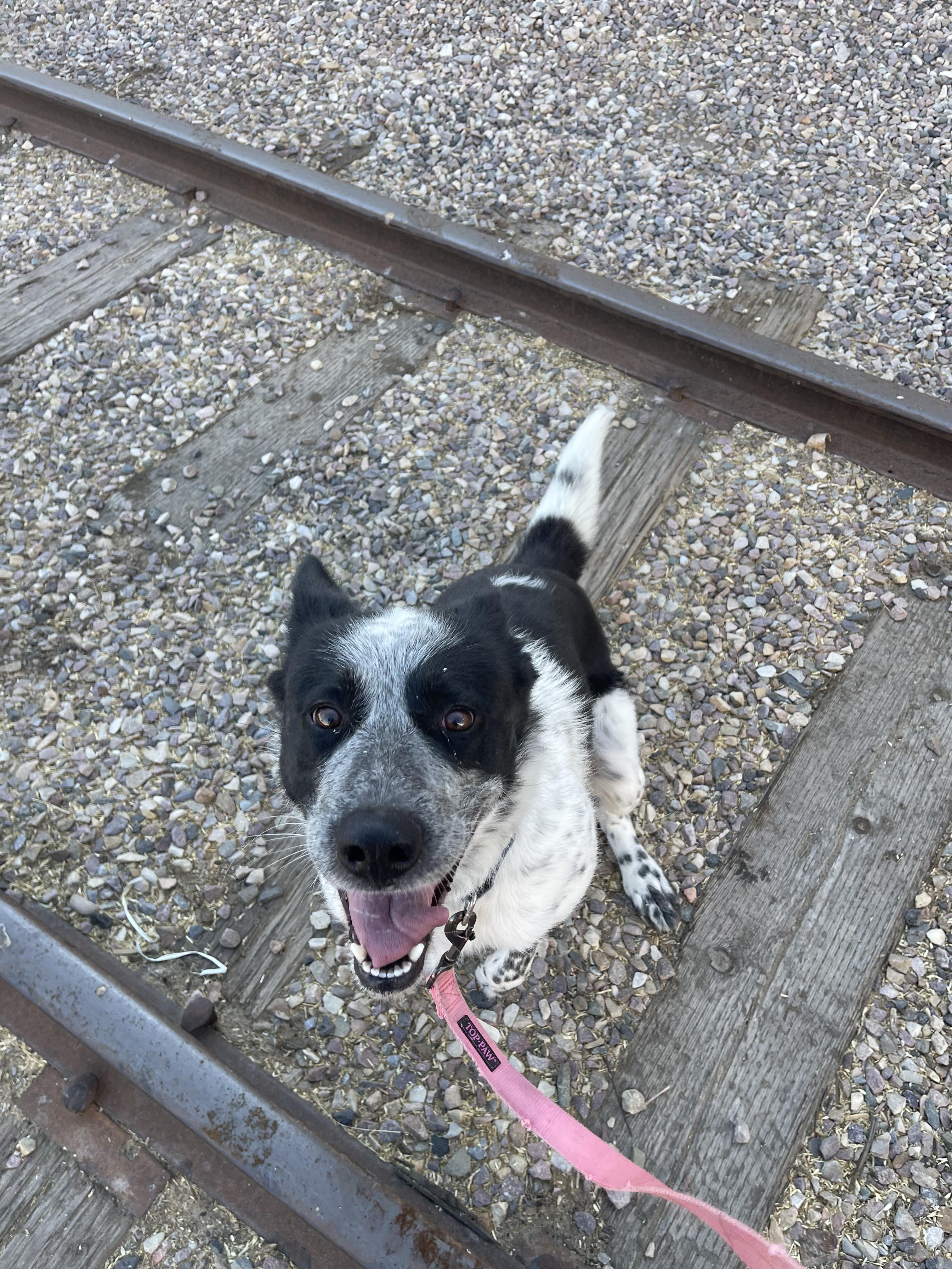 Sage, ADOPTABLE, Adult Female Border Collie.