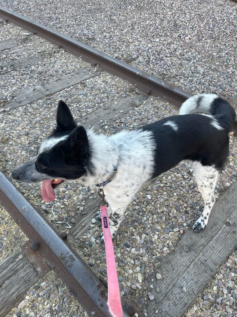 Sage, a ADOPTABLE mixed breed in Pocatello, ID image 3/4