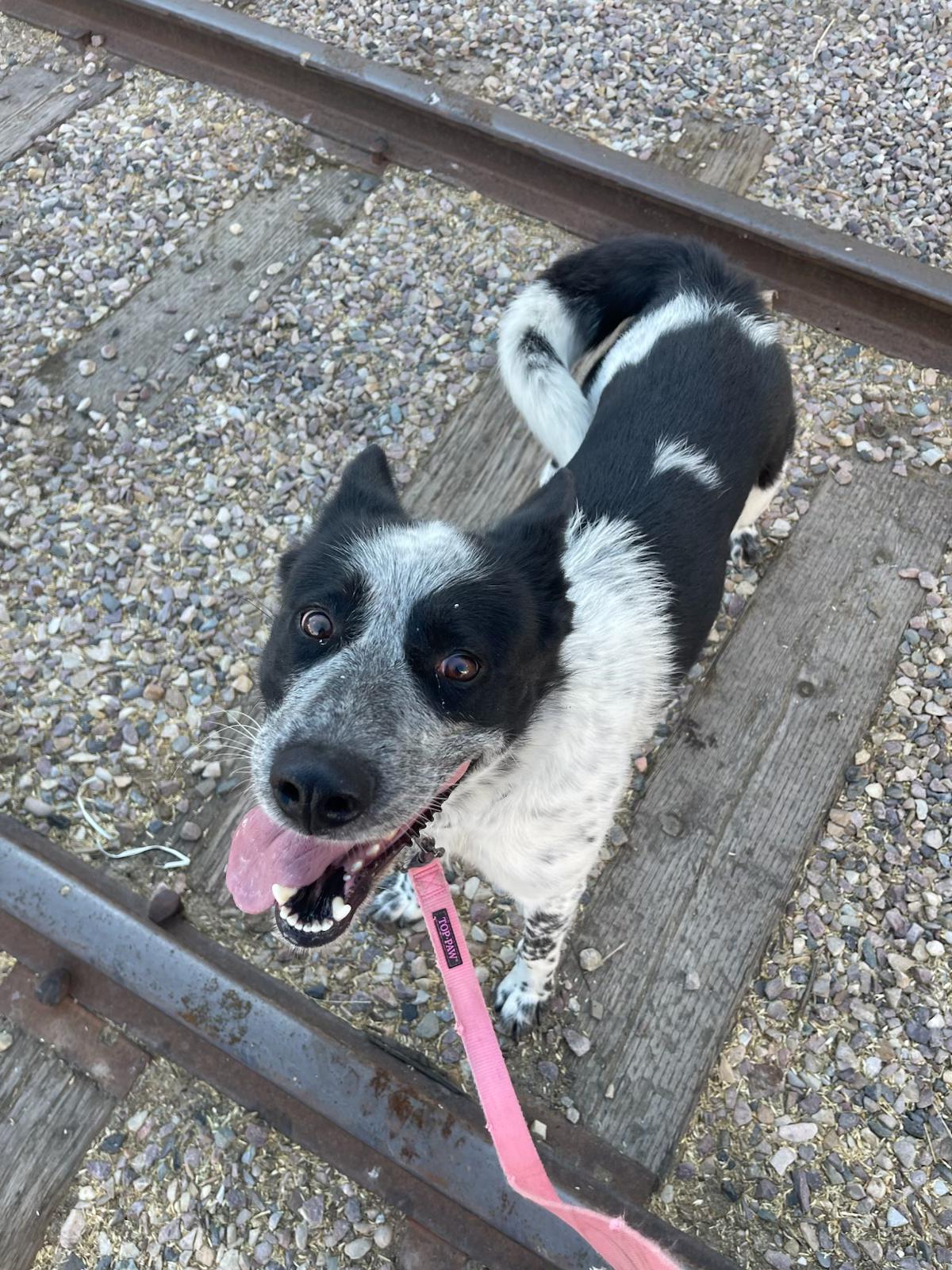Sage, a ADOPTABLE mixed breed in Pocatello, ID image 4/4